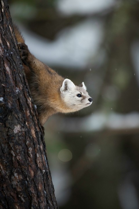 a white and brown animal standing on top of a tree