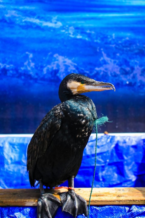 black and yellow duck standing on beige plank