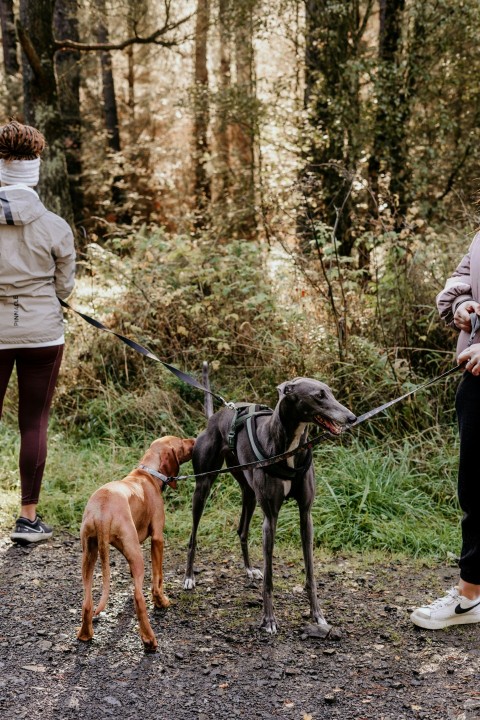 a group of dogs on leashes