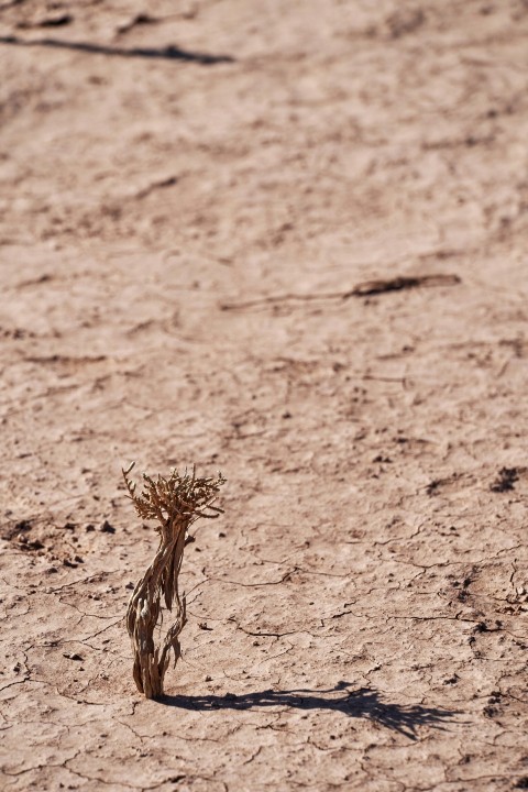 brown grass on focus photo