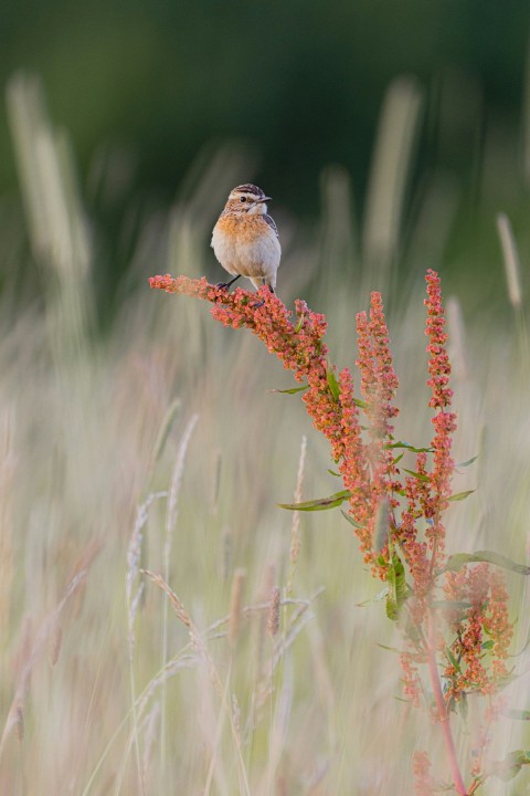 white and brown bird on brown plant stem AYfxaIJ3b