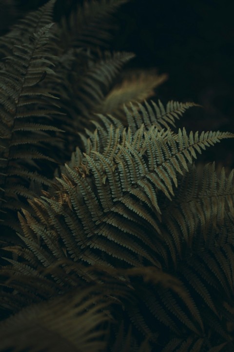 green ferns