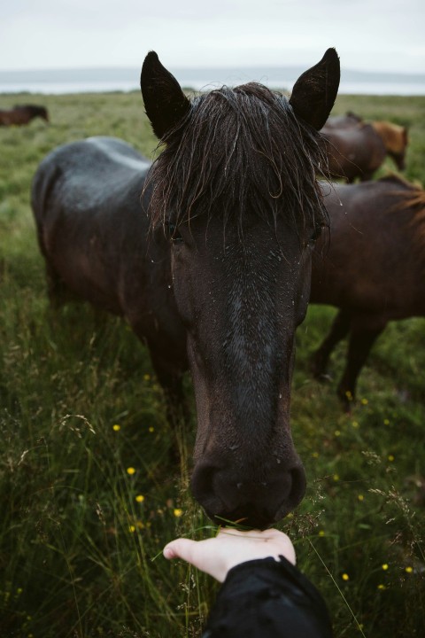 black horse eating grass during daytime ixpF