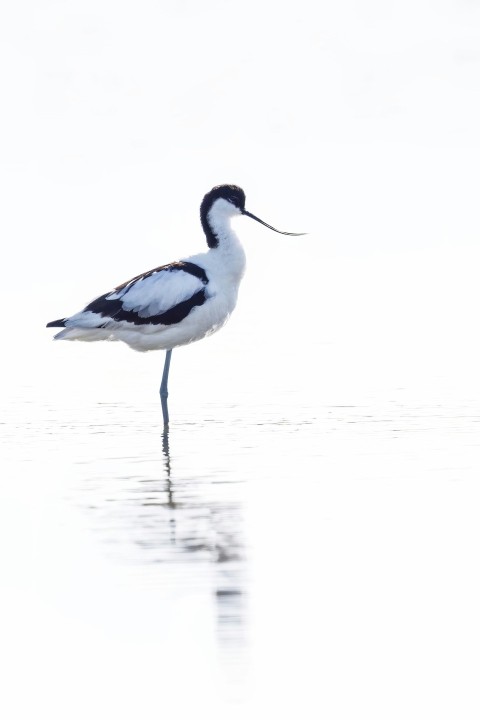 a black and white bird is standing in the water