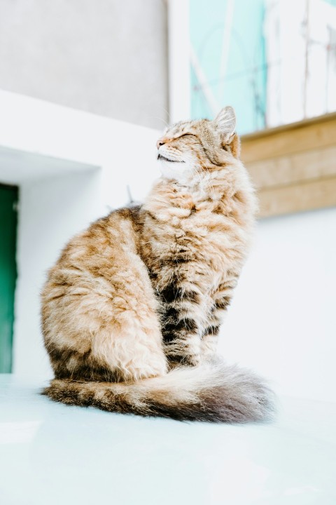 gray and black coated cat