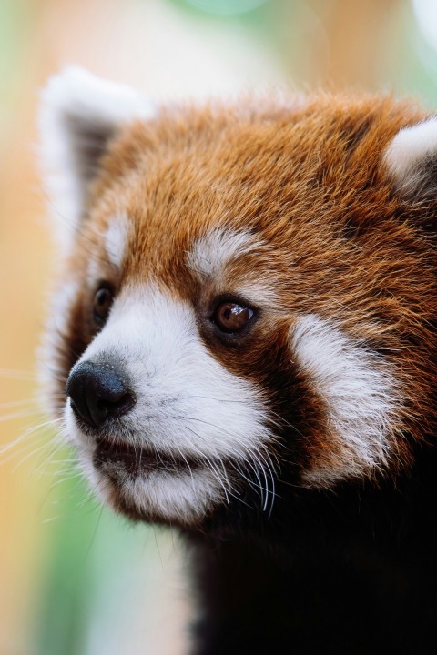 a close up of a red panda bears face