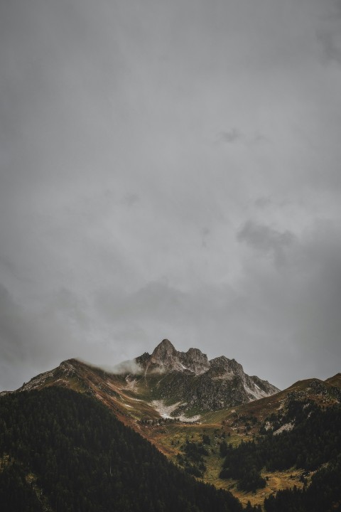 birds eye view of forest mountain