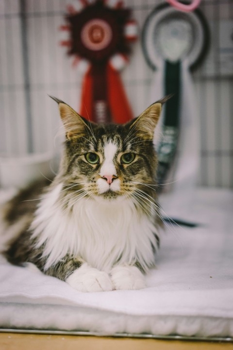 white and brown maine coon