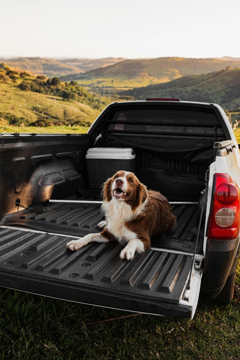 brown and white long coated dog sitting on black car