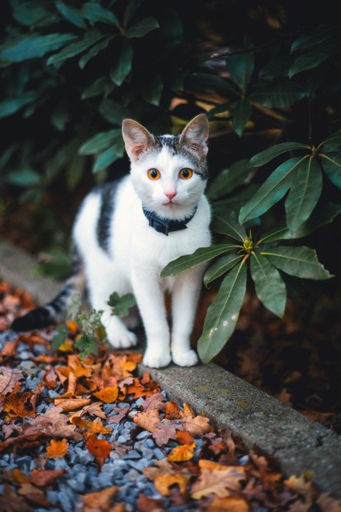 white and black cat standing beside green leafed plant