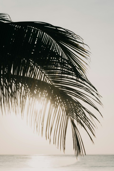 a palm tree on a beach laD