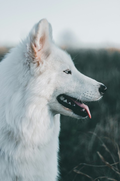 shallow focus photography of long coated white dog