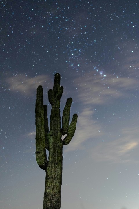 low angle photography of green cactus