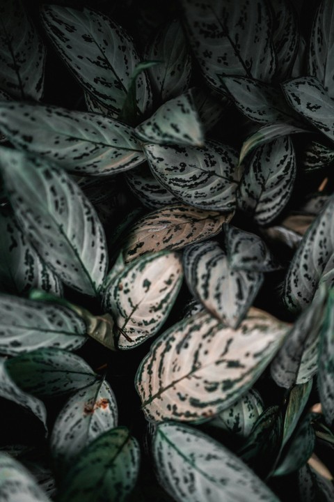 green and brown leaves in close up photography 8I