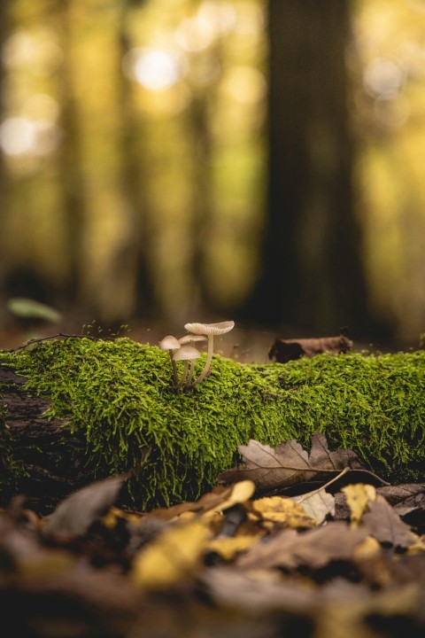 white and brown mushrooms on green moss Y