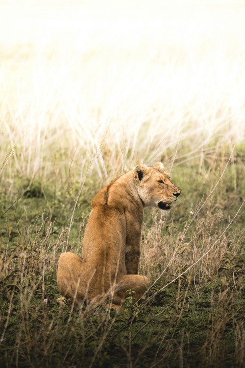 a lion sitting in a field of tall grass