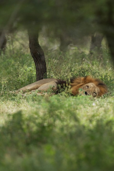 lion in forest