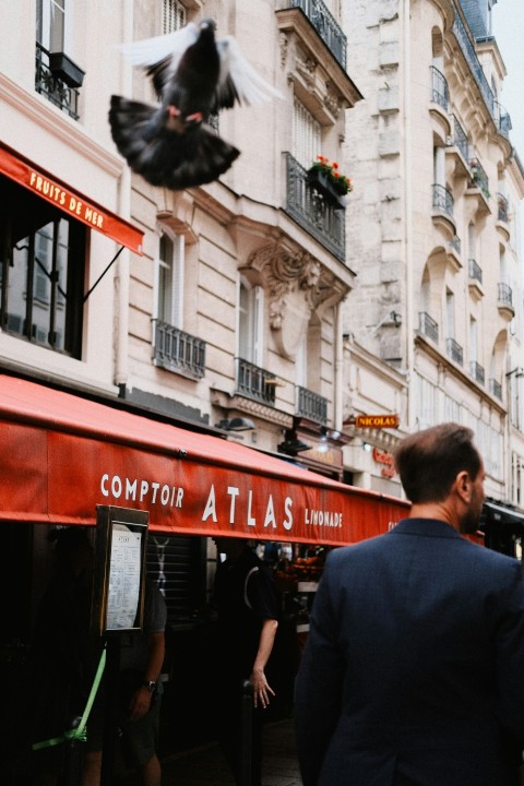 a man in a suit and a bird flying over him