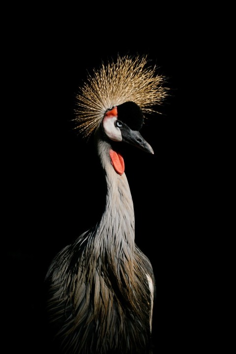 black and white long beak bird