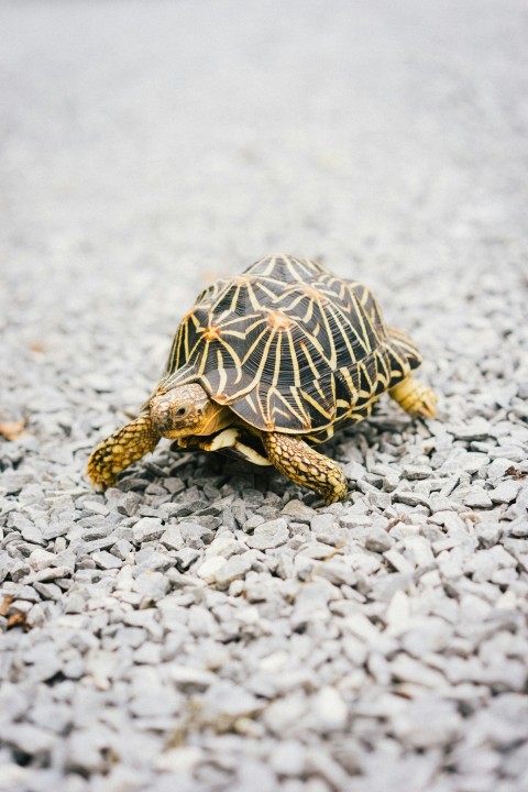 brown and black turtle on white sand during daytime X