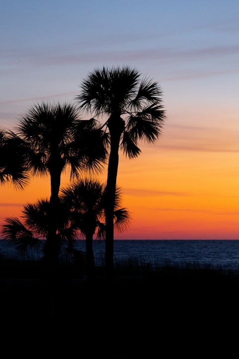 silhouette photo of coconut tree near beach shores 7i3eQOrr