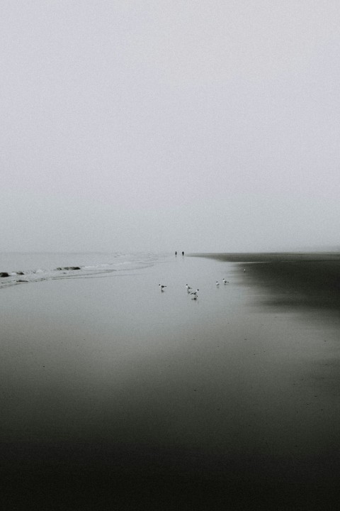 birds on shore under cloudy sky during daytime gvCoiGy_