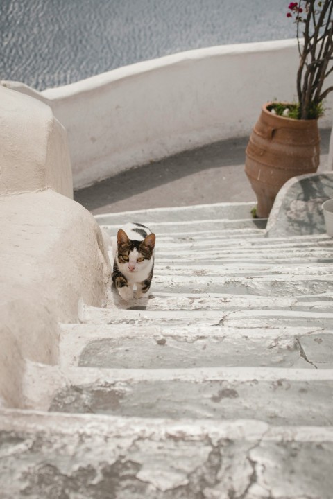calico cat on stair near plant Qsjh0P