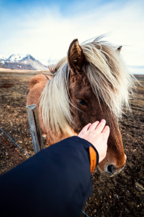 a person petting a small horse on the nose