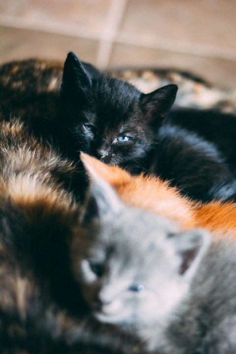 black orange and gray kittens