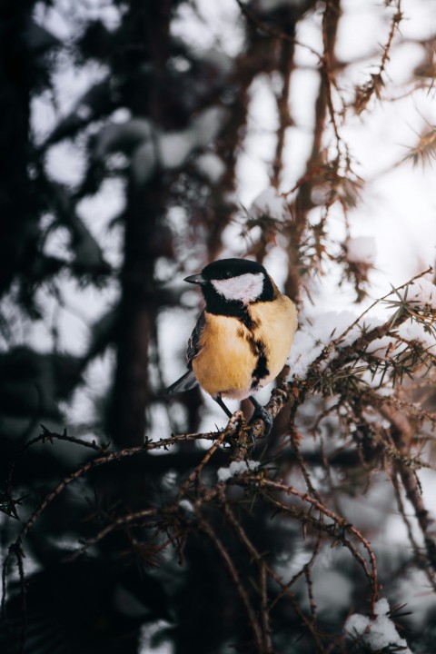 a bird sitting on a branch in the snow