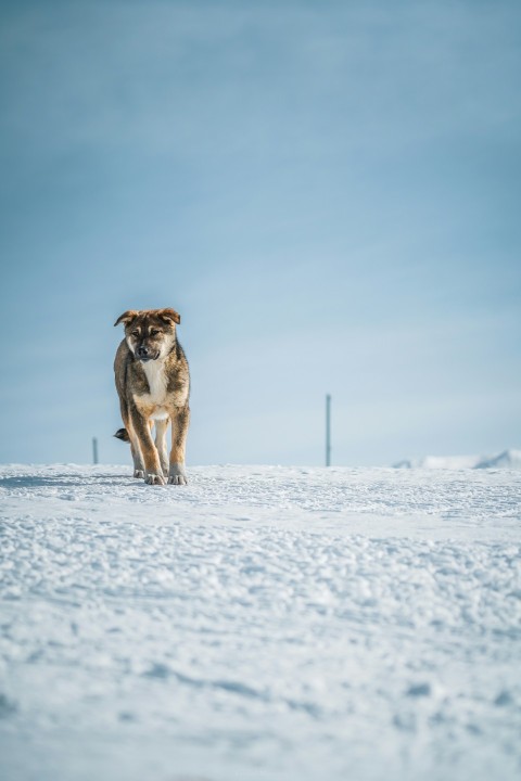 selective focus photography of walking dog on snow during daytime