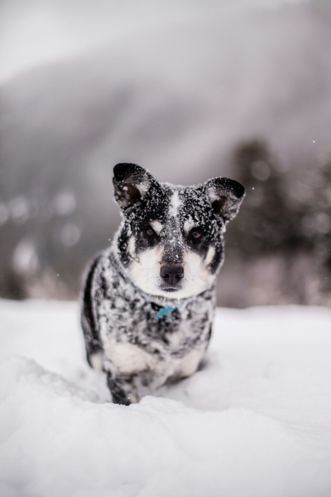 snow covered black puppy Ff