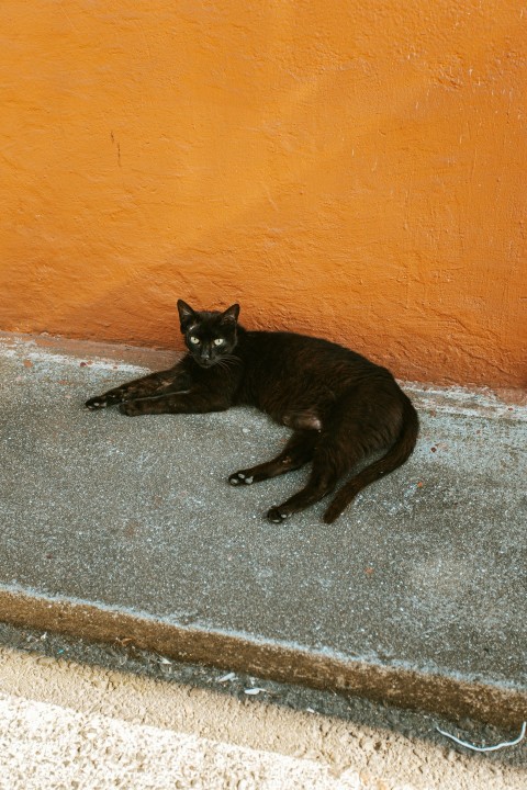 black cat lying on gray concrete floor dZ9weFtXT