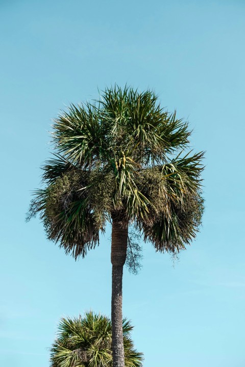 green palm tree under blue sky during daytime