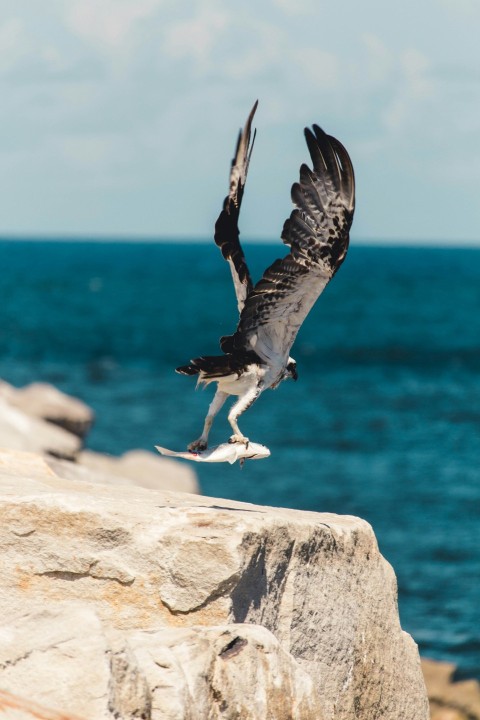 selective focus photography of fish on birds claw