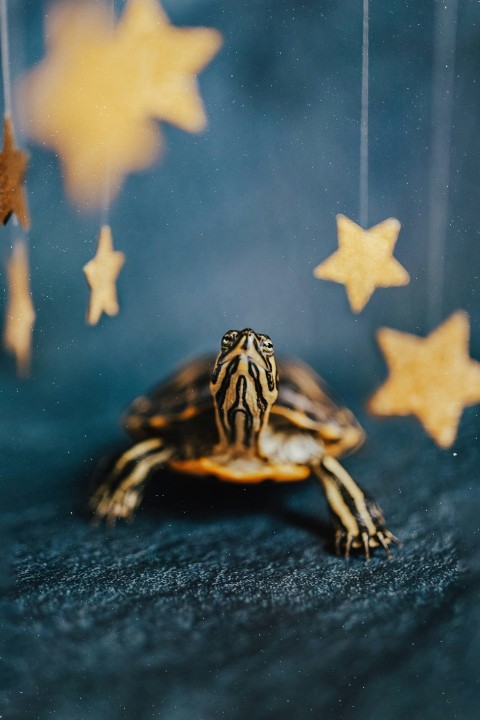 a turtle swimming in water