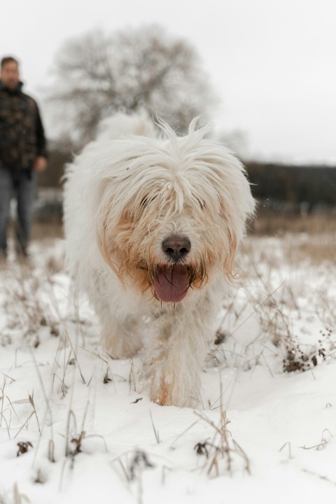 a small white dog standing in the snow