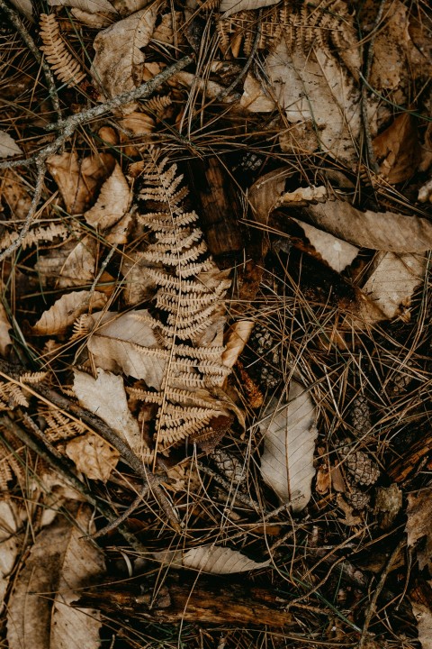 a close up of leaves and grass on the ground