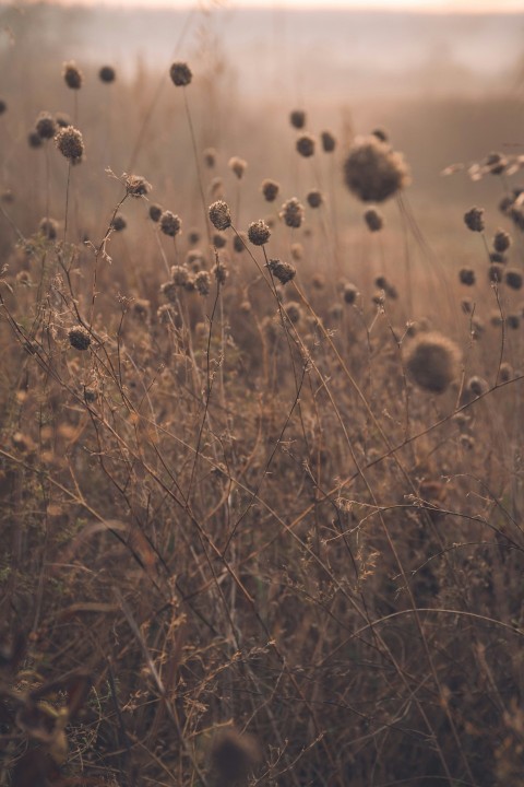 a field with a bunch of weeds in it