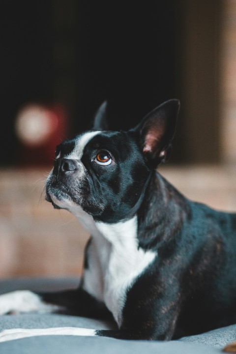 black and white short coated dog BmF