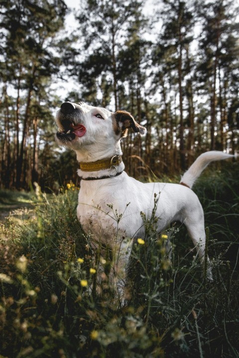 a white dog standing in a field of tall grass RCYr2C