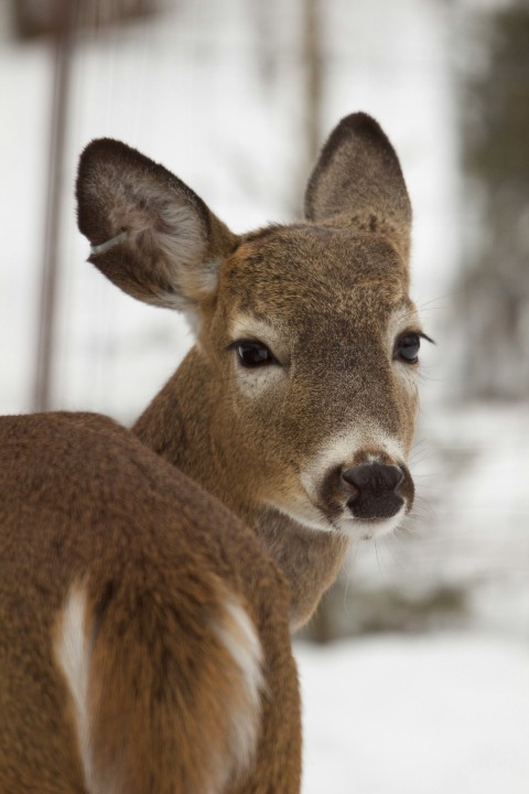 brown deer in snow covered field during daytime sDm