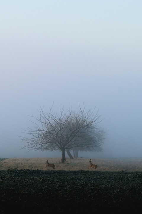 two deer running beside bare tree