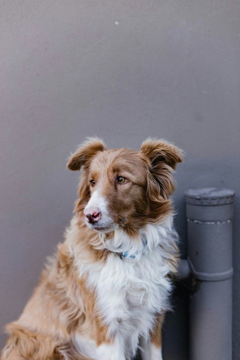 a brown and white dog sitting next to a wall m1AfZRZQ