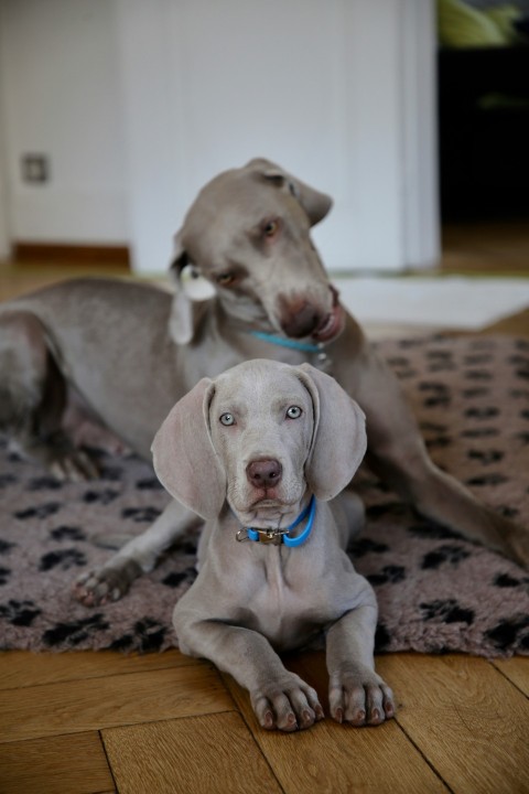 gray adult dog and puppy on area rug oAGoeMbr1