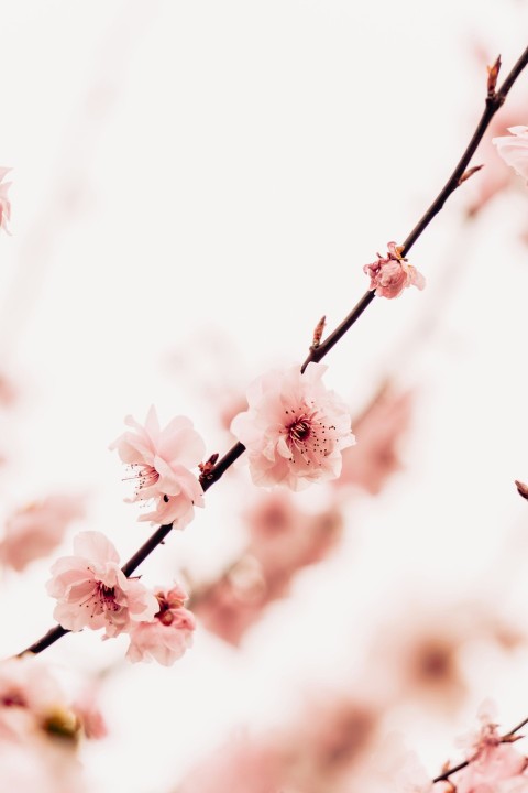 a close up of a branch with pink flowers