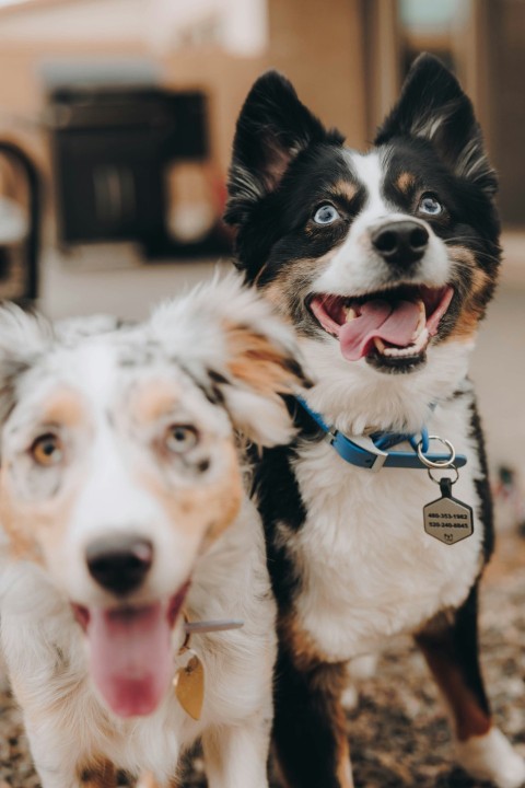 a couple of dogs standing next to each other