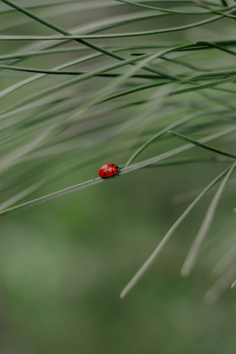 a ladybug on a leaf