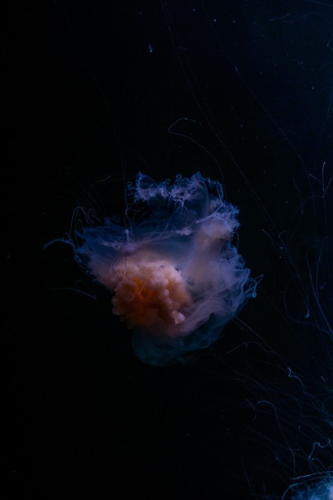 a jellyfish swimming in the dark water