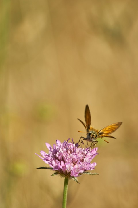 orange and brown butterfly on purple petaled flower